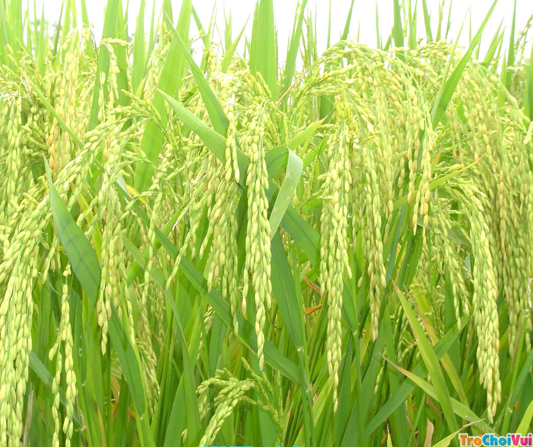 Dự báo thị trường lúa gạo khởi sắc