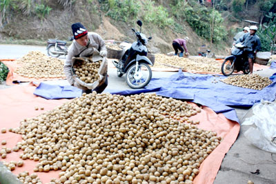 Nông sản Bắc Kạn