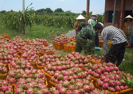 Nông sản xuất khẩu tại Điện Biên