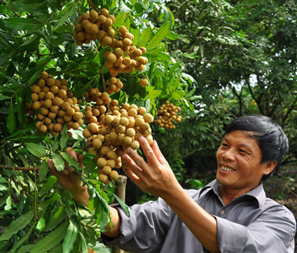 Nông Sản Hưng Yên