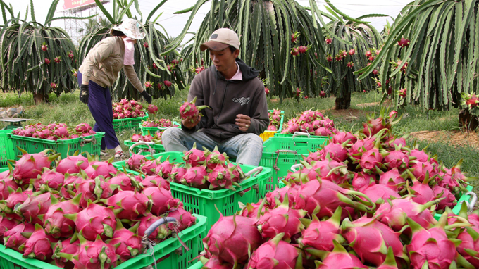 Nông sản xuất khẩu tại Khánh Hòa