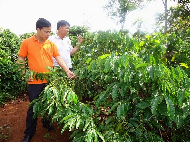 Nông Sản Kon Tum