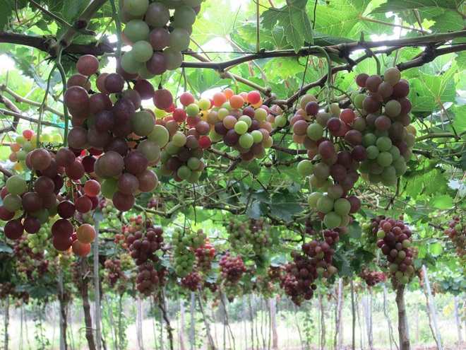 Nông sản Ninh Thuận