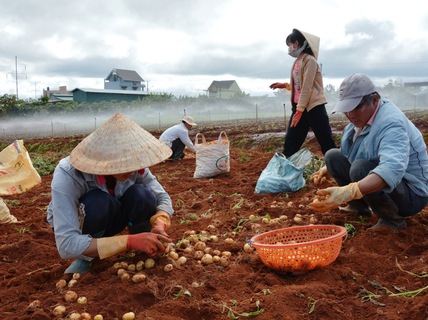 Nông sản xuất khẩu tại Quảng Ninh