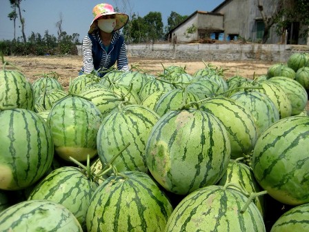 Nông sản xuất khẩu tại Tây Ninh