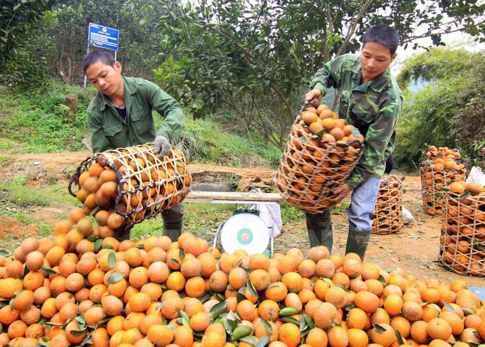 Nông sản xuất khẩu tại Tuyên Quang