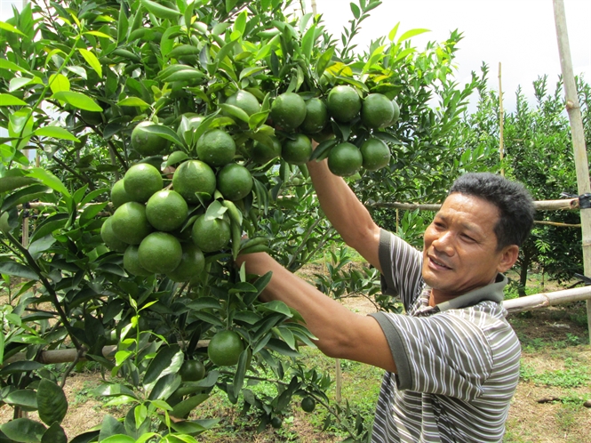 Nông sản Vũng Tàu