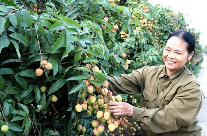 Nông dân Thanh Hà trúng vụ vải sớm