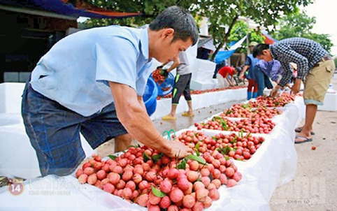 Thùng xốp đắt ngang vải thiều, thương lái méo mặt