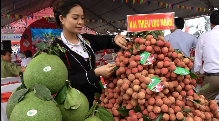 Hơn 99% vải thiều xuất khẩu của Bắc Giang sang thị trường Trung Quốc