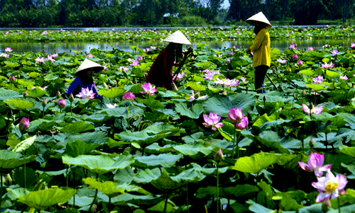 Xuất nhập khẩu Đồng Tháp