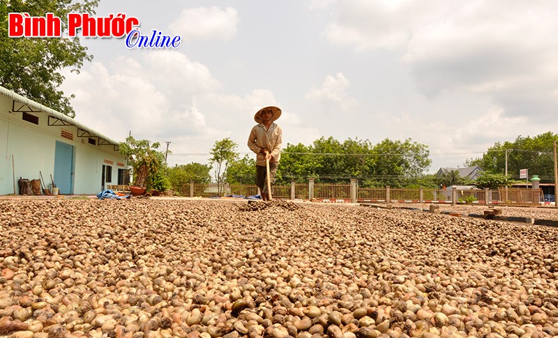 Xuất khẩu nông sản Bình Phước