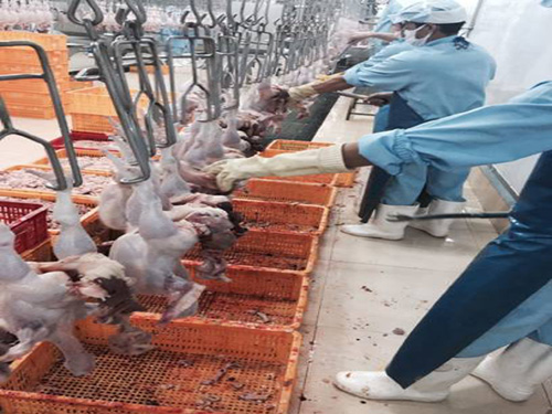 Việt Nam sắp xuất khẩu lô thịt gà đầu tiên sang Nhật Bản