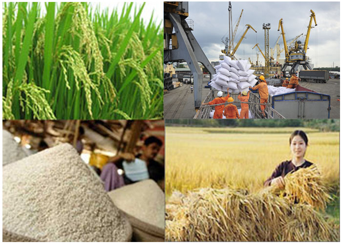 Xuất khẩu nông sản tăng mạnh, giá lúa gạo Việt Nam vượt Thái Lan, Ấn Độ