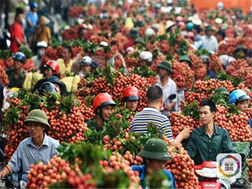 Xuất Khẩu Vải Thiều Sang Thị Trường TRung Quốc