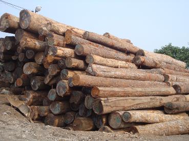 Công ty Ấn Độ cần nhập khẩu gỗ xẻ
