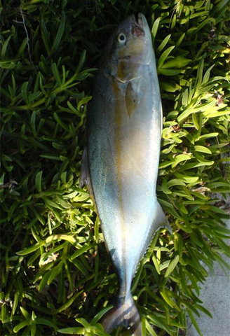 Cá Cam (cá cam sọc đen)