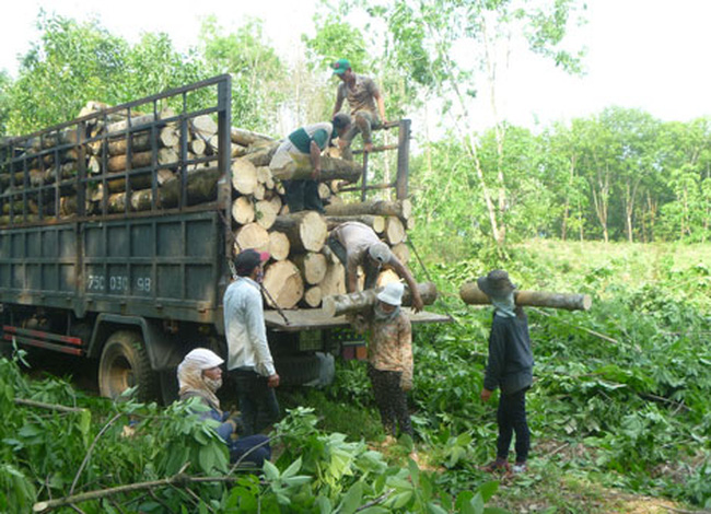 Cần tìm đối tác thu mua cây cao su 17 năm tuổi