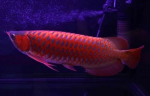 Tổng quan Cá rồng huyết long | Cách chăm sóc và lựa chọn cá tốt