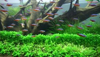 cách tăng giảm pH cho cá đẻ