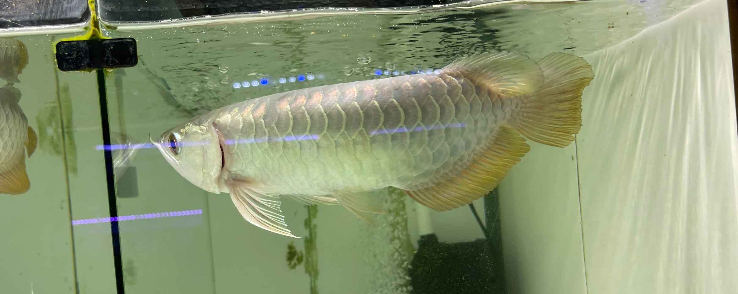 KIM LONG QUÁ BỐI TÍM 24K 9999 SIZE 30-35