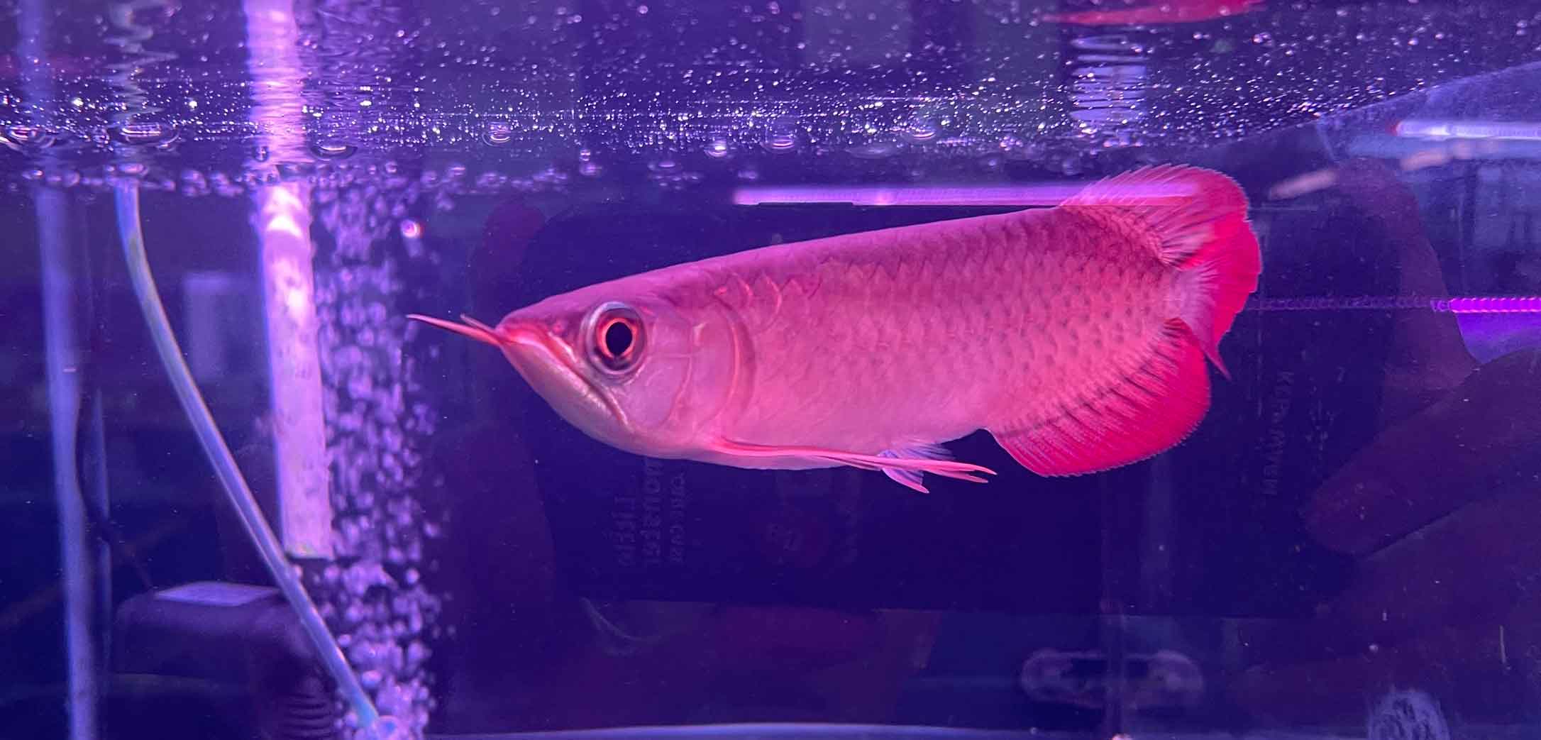 CÁ RỒNG HUYẾT LONG INDO SIZE 20-22 ( HÌNH THỰC TẾ TẠI TRẠI)