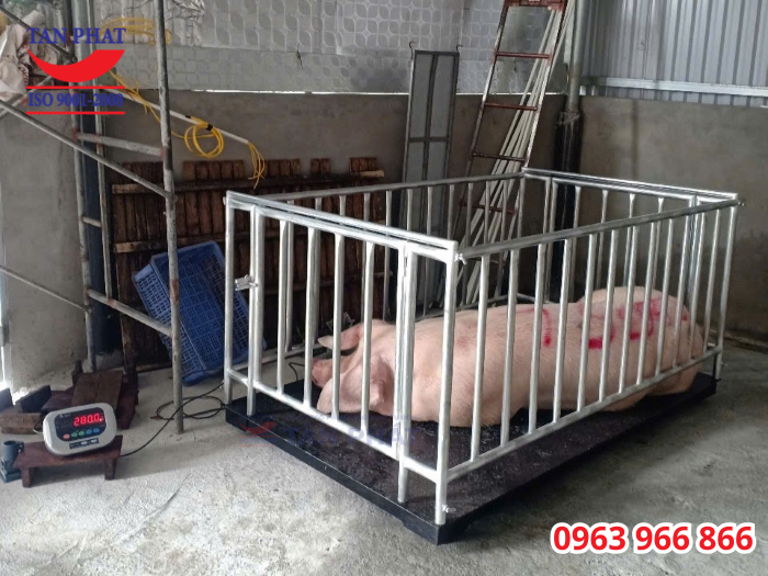 Cân có khả năng cân 1 hoặc nhiều con cùng 1 lúc