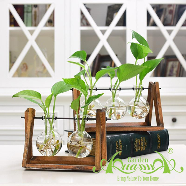 Miniplant Cây Trồng Trong Nước AquaGarden