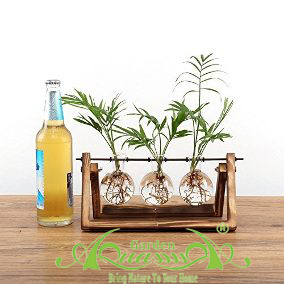 Miniplant Cây Trồng Trong Nước AquaGarden