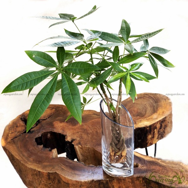 Trồng Cây Cảnh Hợp Tuổi - Lựa Chọn Cây Cảnh Phù Hợp Để Tăng Tài Lộc và May Mắn