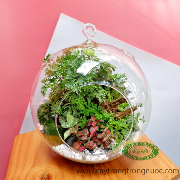 Terrarium AquaGarden