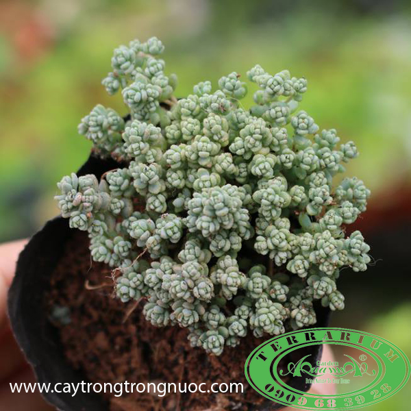 Sedum Hoa Hồng - Sen Đá Aquagarden | Quatangcaycanh