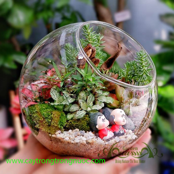 Terrarium AquaGarden