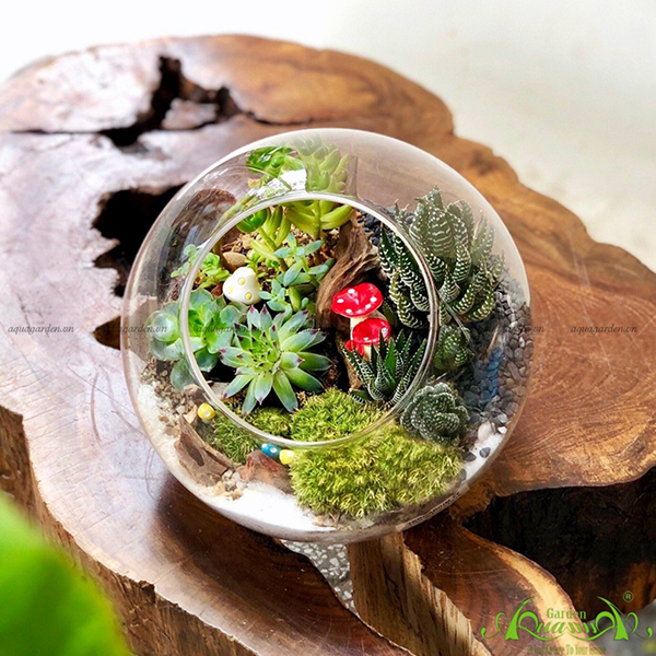 Terrarium 38 - Khu Rừng Kì Diệu