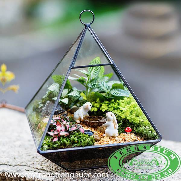 Terrarium AquaGarden  - Hành Tinh Xanh.