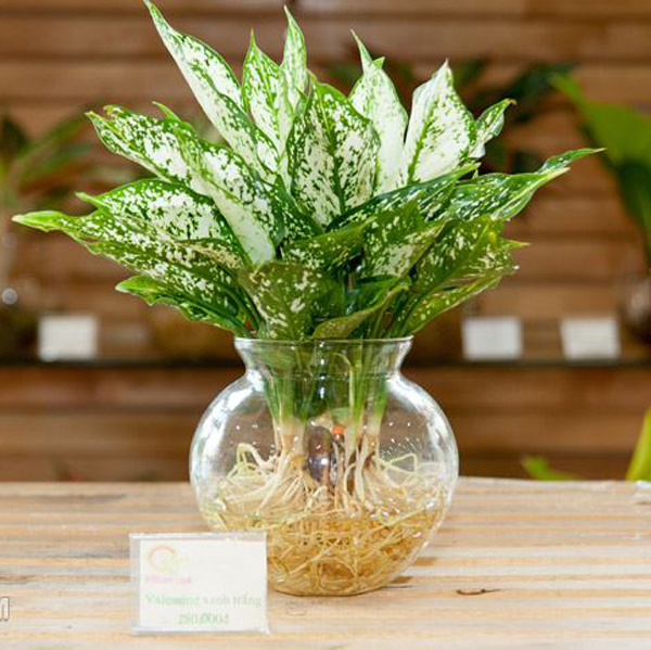 Cây Trồng Trong Nước AquaGarden