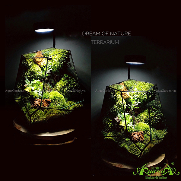 Terrarium - Dream Of Nature