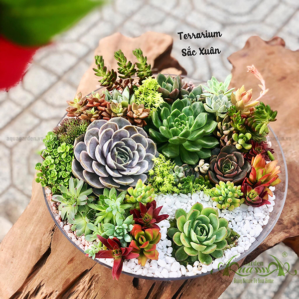  Terrarium AquaGarden 