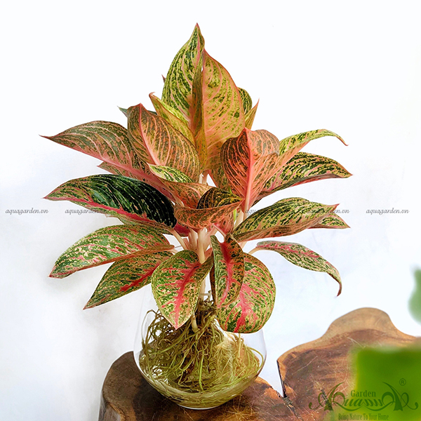 Cây Thịnh Vượng Thủy Sinh: Ý Nghĩa Phong Thủy và Hướng Dẫn Chăm Sóc