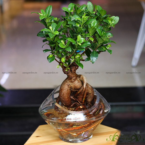 Cây Sâm Nhung Hợp Mệnh Gì? Khám Phá Ý Nghĩa Phong Thủy Và Cách Chọn Cây Phù Hợp