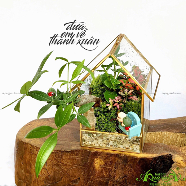 Terrarium 27 - Đưa Em Về Thanh Xuân