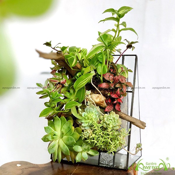 Terrarium 51 -  Vườn Bách Thảo