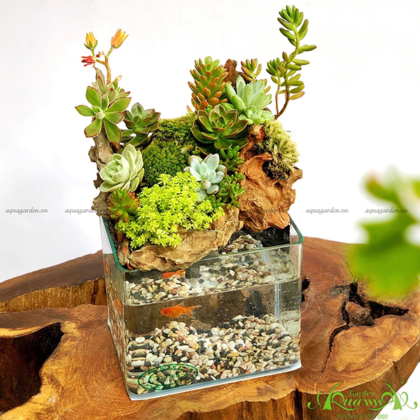 Terrarium 41 - Đồi Sen