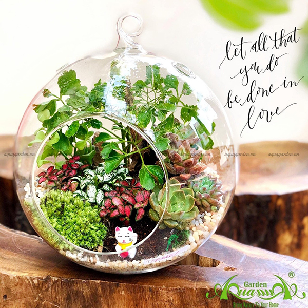 Terrarium 26 - Tinh Cầu Hạnh Phúc