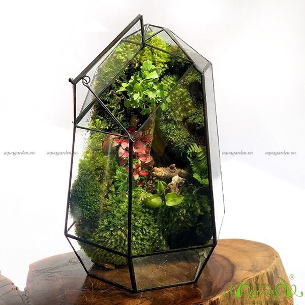 Terrarium 49 - Vùng Trời Bình Yên