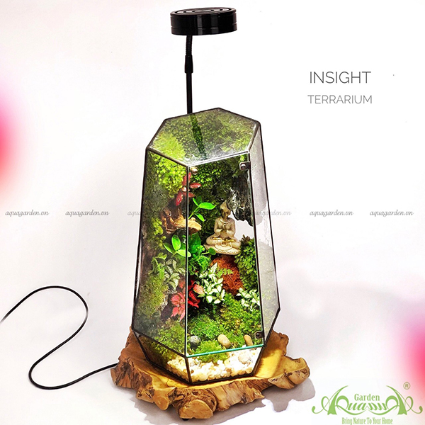 Terrarium - Insight