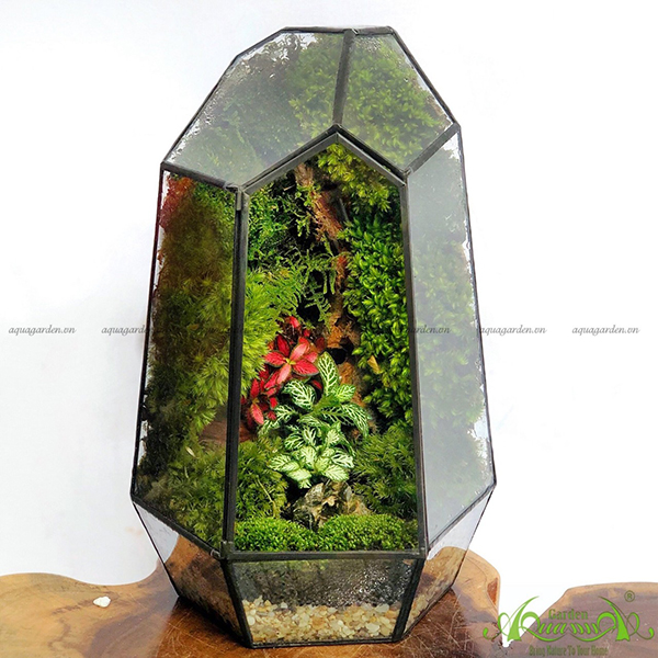 Terrarium 50 - Thanh Sắc