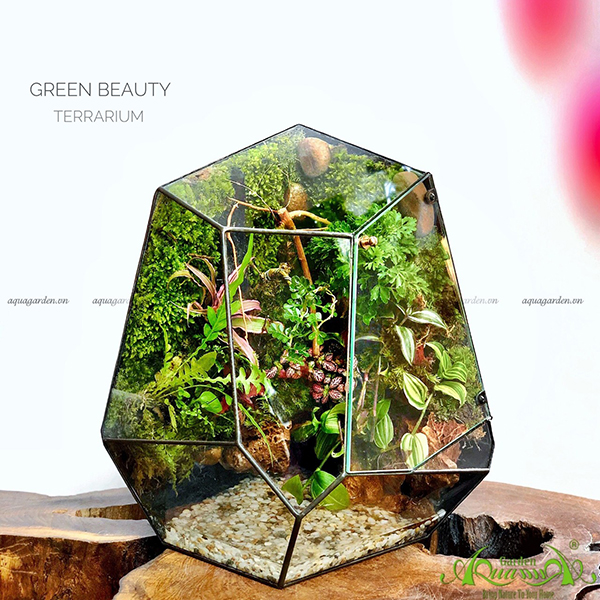 Terrarium - Green Beauty