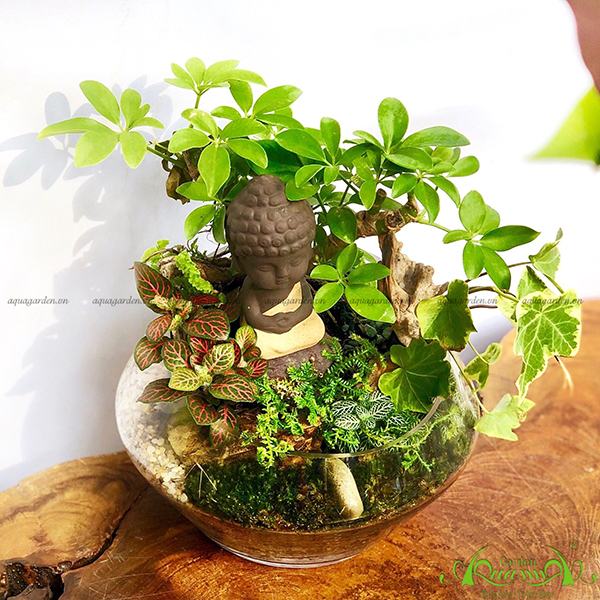Terrarium 07 - Bình Yên
