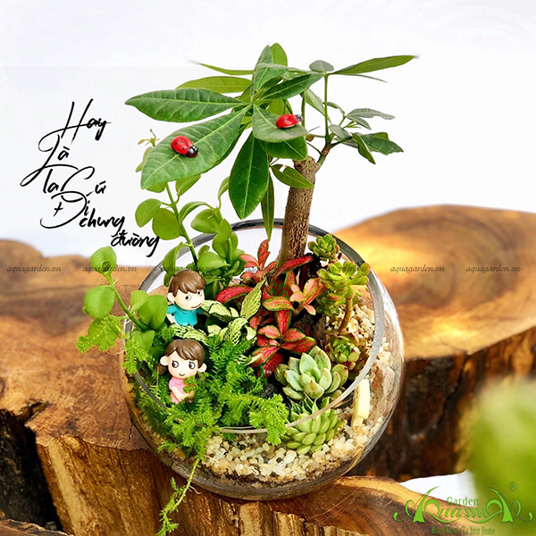 Terrarium 16 -  Đi Cùng Nhau